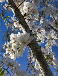 Low angle view of cherry blossoms in spring