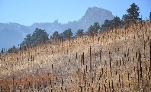 Panoramic view of field against sky