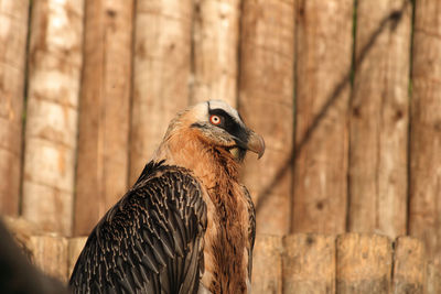 Close-up of vulture looking away