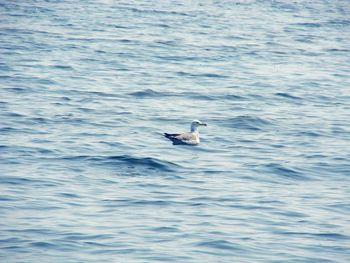 Seagull swimming in sea