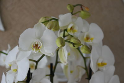 Close-up of white flowering plant