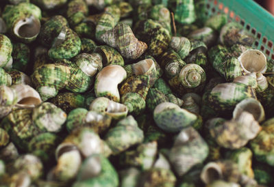 High angle view of shells for sale