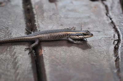 Close-up of lizard