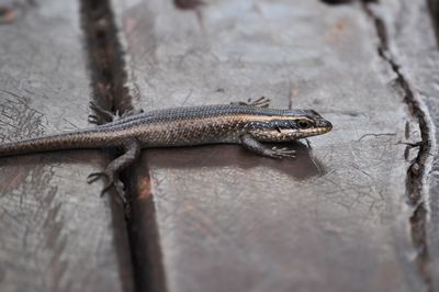 Close-up of lizard