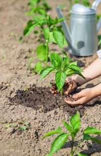 Cropped hand of person planting plant