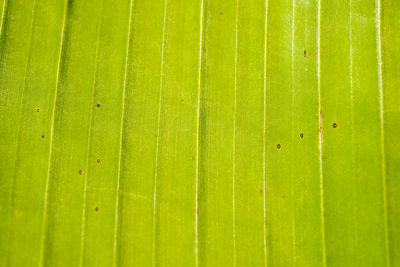 Full frame shot of water drops on leaf