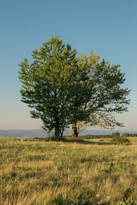 Tree on field against clear sky