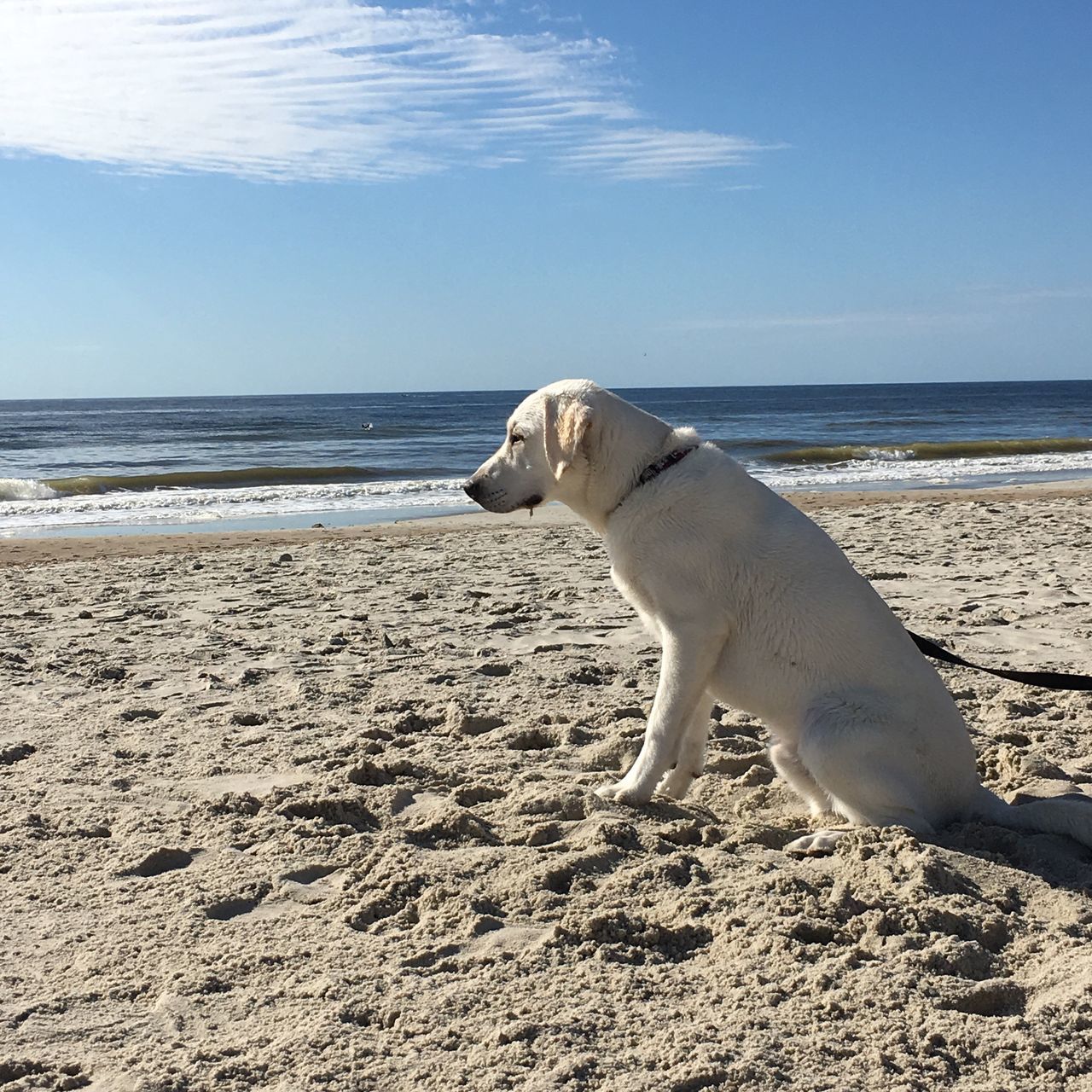 one animal, pets, sea, animal themes, dog, mammal, domestic animals, water, horizon over water, beach, sky, nature, sand, no people, day, outdoors, beauty in nature