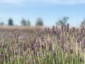 Close-up of lavender plants on field against sky