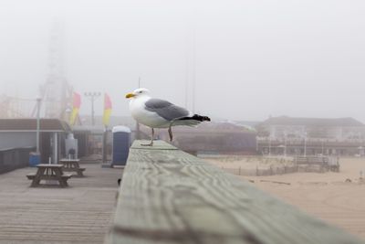 Seagull perching on a wood