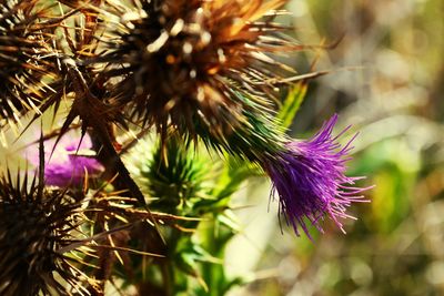 Close-up of purple flowers