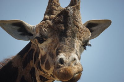 Close-up portrait of giraffe against clear sky