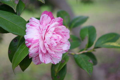 Close-up of pink flower blooming outdoors