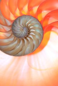 High angle view of seashell on table