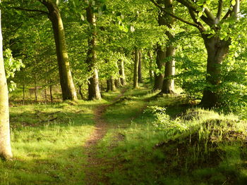 Trees in grass