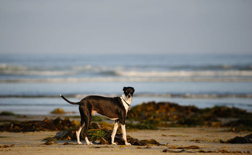 Dog standing at beach against sky