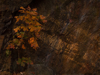 Autumn leaves on rock in forest
