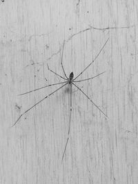 insect