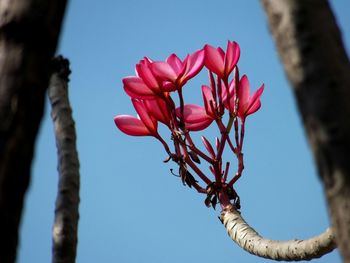 Close-up of flowers