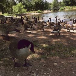 View of birds on field