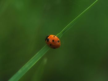 Close-up of ladybug on plant