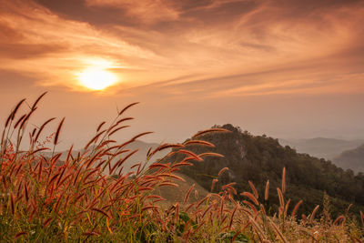 Plants growing on land against sky during sunset