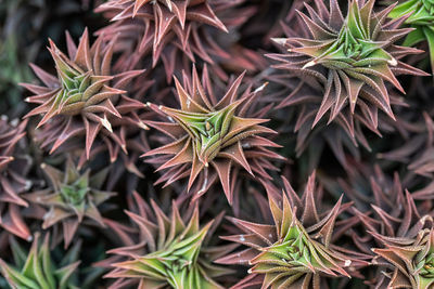 Full frame shot of succulent plant