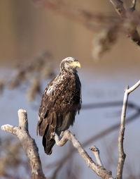 Close-up of bird perching on branch