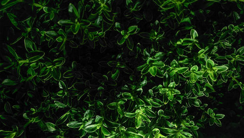 Full frame shot of green leaves