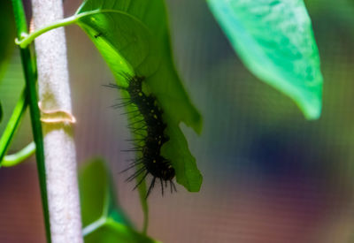 Close-up of green plant