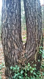 Close-up of tree trunk