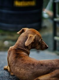 Close-up of a dog looking away