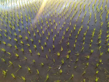 Full frame shot of fish