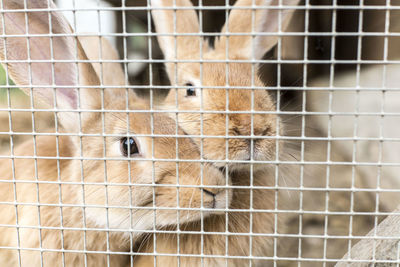 Close-up of rabbits in cage