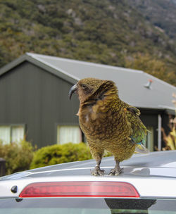 Bird perching on a car