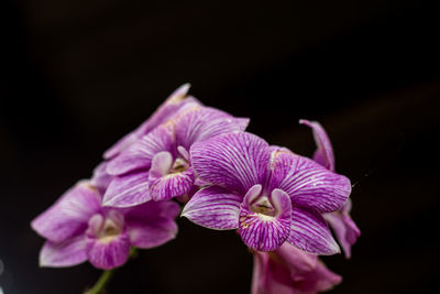 Close-up of pink flowering plant against black background