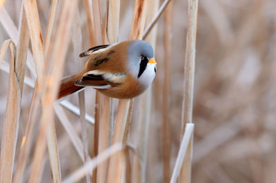 Close-up of bird