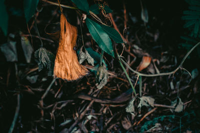 Close-up of dry leaves on field