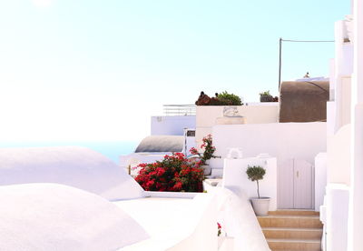 Potted plants by swimming pool against building