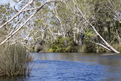 Scenic view of lake in forest