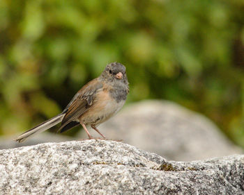 Close-up of bird perching on rock