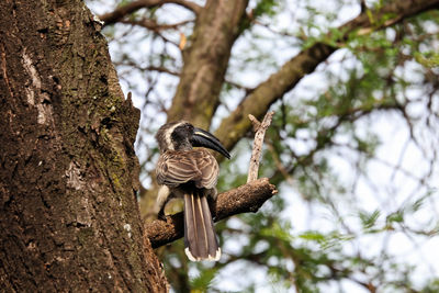 Low angle view of bird perching on tree