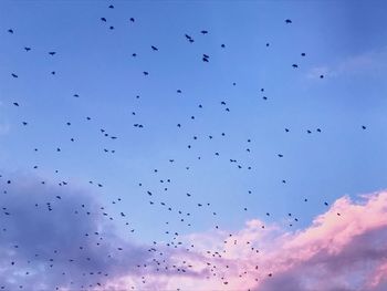 Low angle view of birds flying in sky