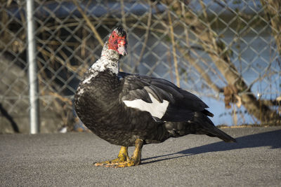 Close-up of bird