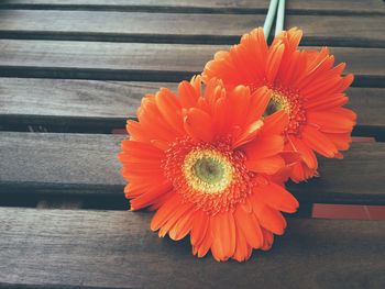 High angle view of orange gerbera daisies on wooden bench