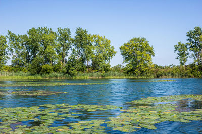 Scenic view of lake in forest against clear sky