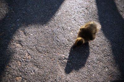 High angle view of cat on street