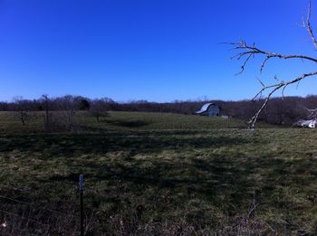 Trees on landscape against clear blue sky