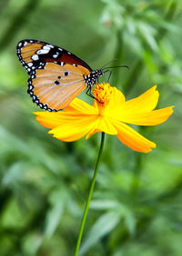 Close-up of butterfly pollinating on yellow flower