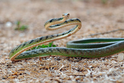 Close-up of lizard on a land